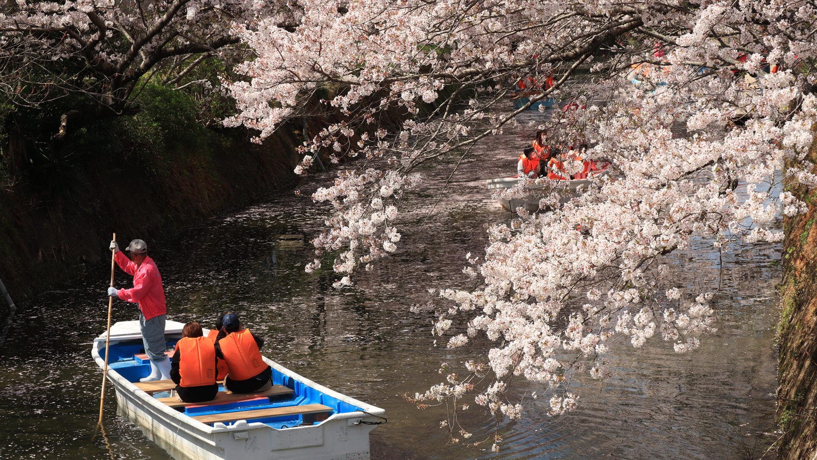 勝浦さくら祭り
