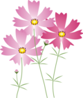 コスモスイラスト1