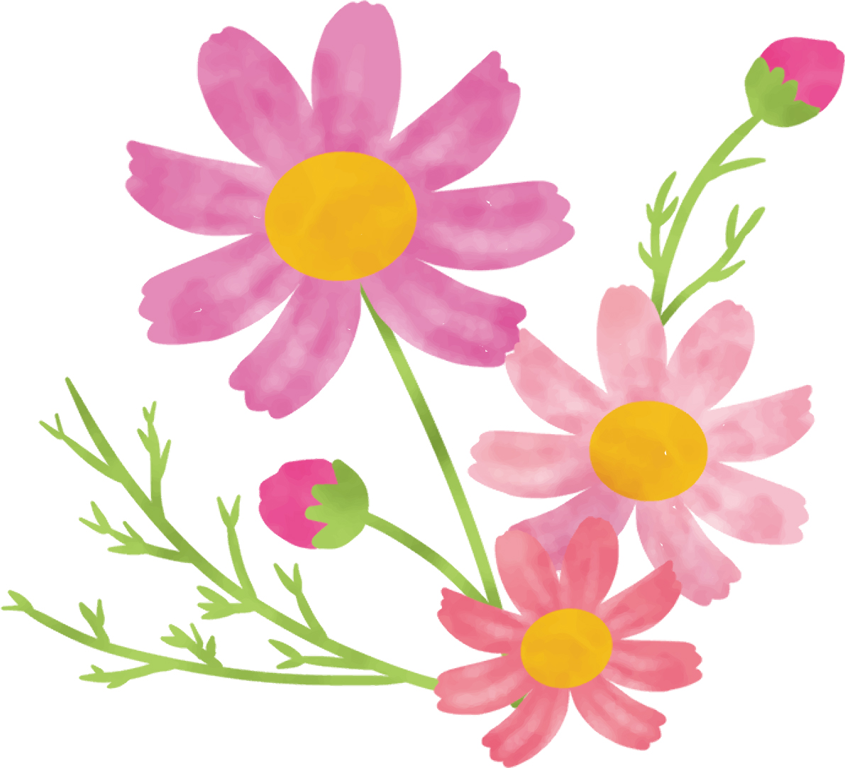 コスモスイラスト2