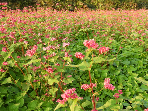 赤そばの花