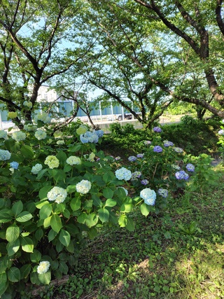 R7ロマン街道アジサイ
