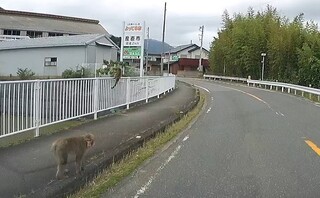 サル